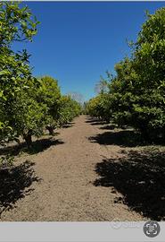 Terreno agricolo Ollastra (Or)