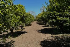 Terreno agricolo Ollastra (Or)