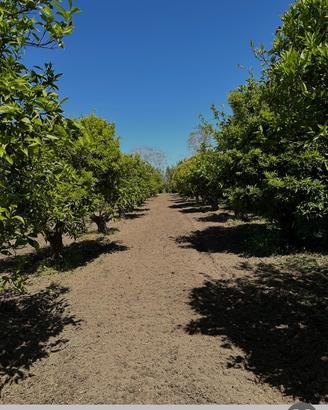 Terreno agricolo Ollastra (Or)
