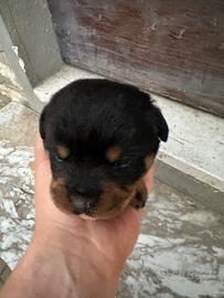 Rottweiler cucciole
