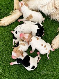 Cuccioli di Epagneul Breton