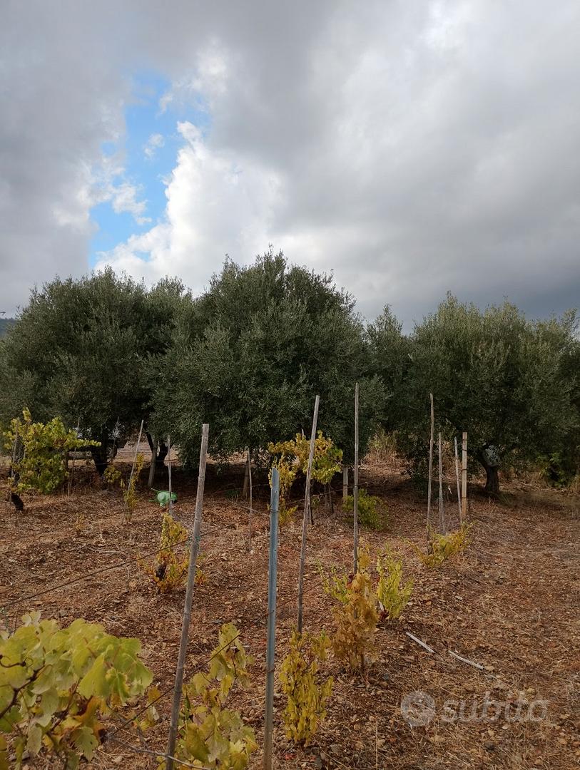 Terreno agricolo - Vista 4