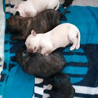 Alghero, Cuccioli di cane