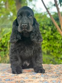 Cocker spaniel inglese