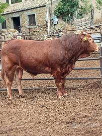 Toro , vitello