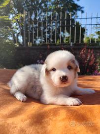 Cuccioli di pastore australiano