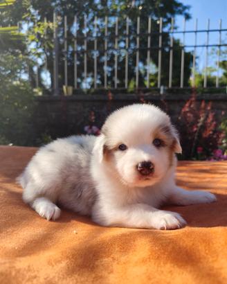 Cuccioli di pastore australiano
