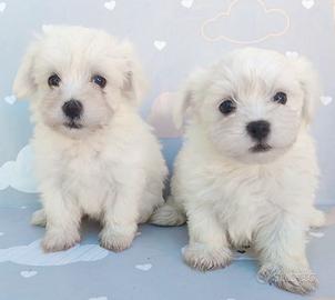 Maltesi femmine con Pedigree ENCI