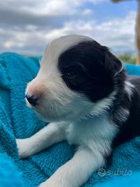 Cuccioli Border della Maschera di Tutankhamon