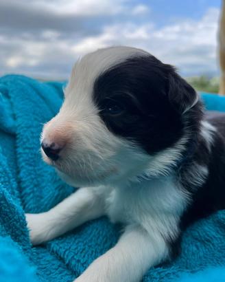 Cuccioli Border della Maschera di Tutankhamon