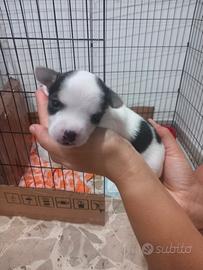 Chihuahua