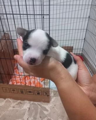 Chihuahua