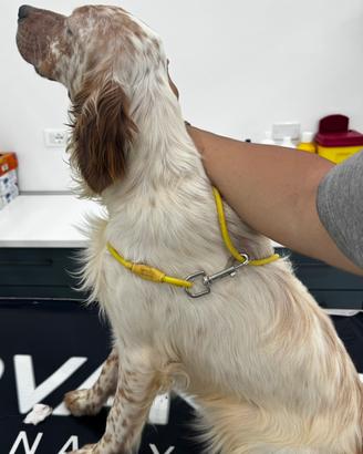 Setter Inglese