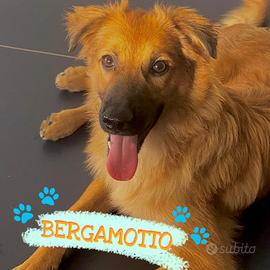 BERGAMOTTO: un cucciolo da amare