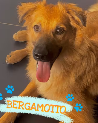 BERGAMOTTO: un cucciolo da amare