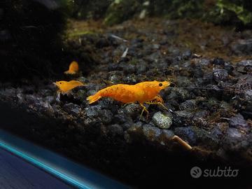 Gamberetti Caridine ORANGE SAKURA per acquario