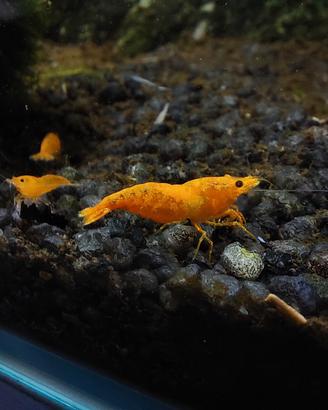 Gamberetti Caridine ORANGE SAKURA per acquario