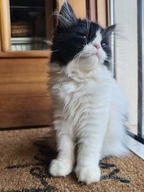 Gattini persiani