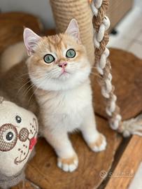 British Shorthair