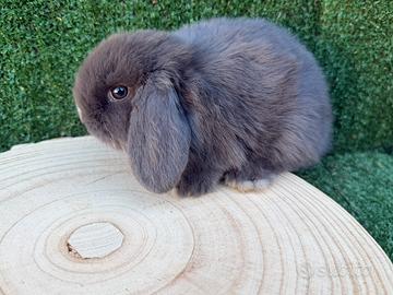 Conigli nani mini lop