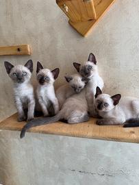 Splendidi cuccioli Siamese Thai