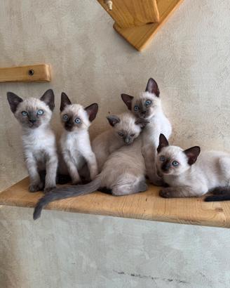 Splendidi cuccioli Siamese Thai