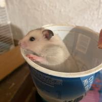 Criceto dorato femmina