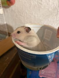 Criceto dorato femmina