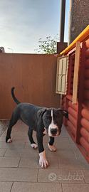 Cucciola di American Pitbull