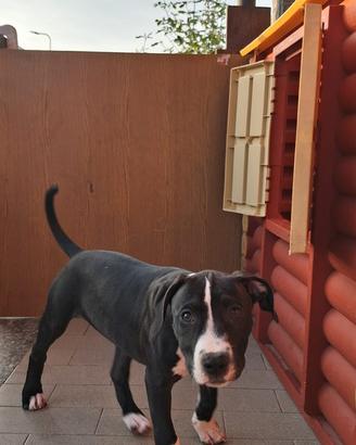 Cucciola di American Pitbull