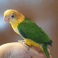 Caicco Testa Gialla allevato a mano