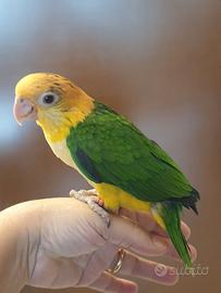 Caicco Testa Gialla allevato a mano