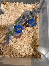 Pappagallo Lori Rubritorquis