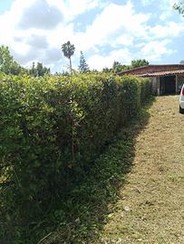 Rustico in legno