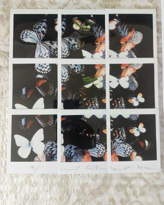 Galimberti - Butterfly - opera unica (9 polaoid)