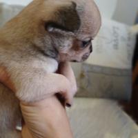 Cuccioli di chihuahua puri