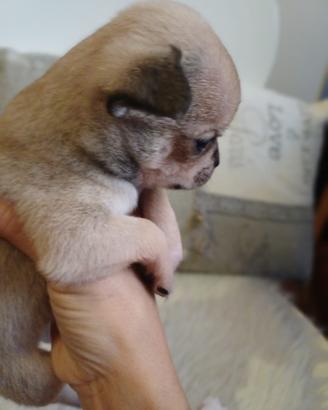 Cuccioli di chihuahua puri