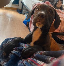 Cucciolo Hamstaff/Setter