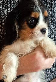 Cucciolo di Cavalier king