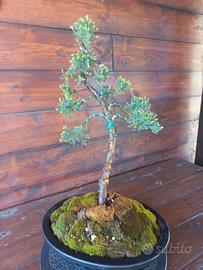 Bonsai di ginepro