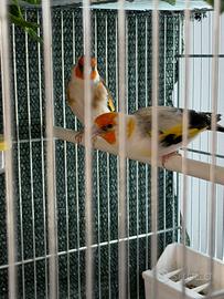 Coppia di mayor 2024