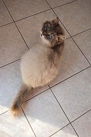 Gatta a pelo lungo