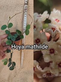 🌿🌸 Hoya piante da collezione 🌸🌿