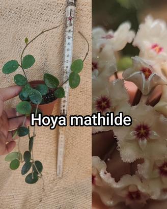 🌿🌸 Hoya piante da collezione 🌸🌿