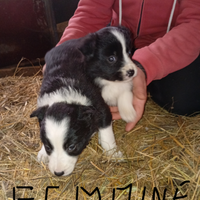 Cuccioli border collie