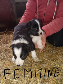 Cuccioli border collie
