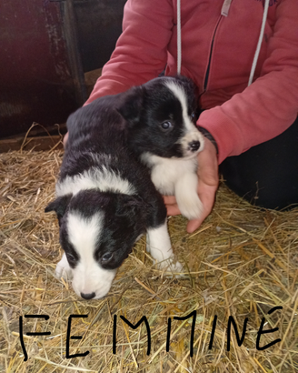 Cuccioli border collie