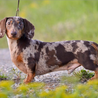 Bassotto arlecchino cioccolato per monte