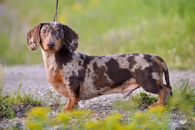 Bassotto arlecchino cioccolato per monte