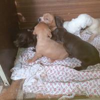 Cuccioli incrocio da caccia